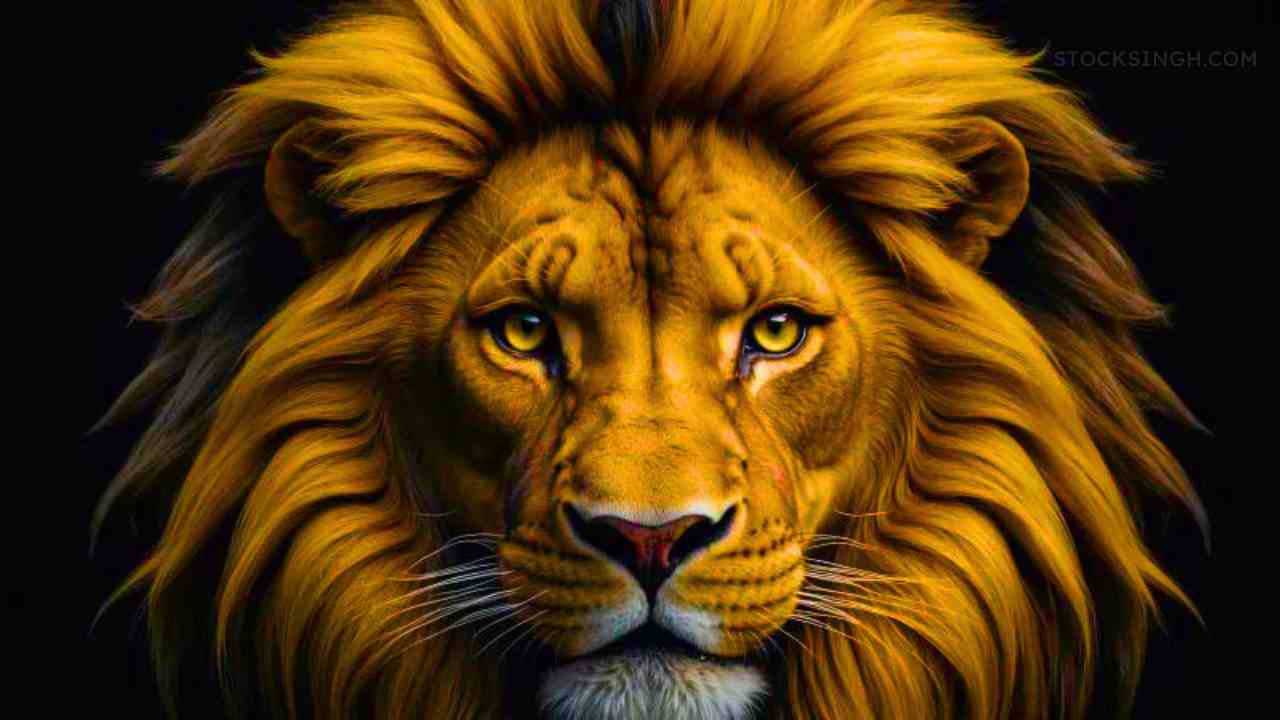 Lion hd wallpaper